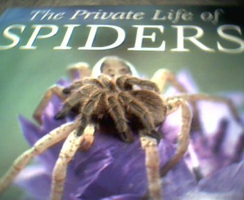 My lovely little Sarva on a book about spiders.