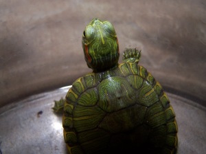 A turtle, obviously.  Something I have NEVER kept before.  