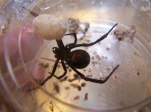 A Black Widow and her brood.  After photos, they were kindly released away from my home and back into the wild!