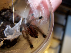 A Pink Toed spiderling 1" whom I am still trying to name.  Sid IV, if you will.